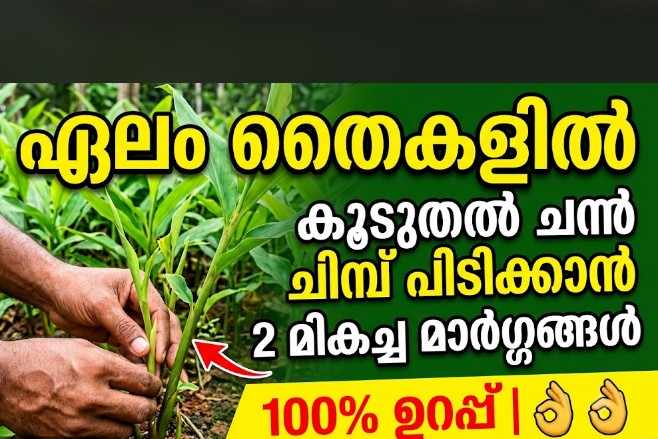 ഏലം തൈകളിൽ കൂടുതൽ ചിമ്പുണ്ടാകാനും മികച്ച വളർച്ചയ്ക്കും ചെയ്യേണ്ട കാര്യങ്ങൾ