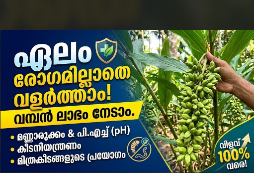 രോഗവിമുക്തമായ ഏലം കൃഷി: കർഷകർ ശ്രദ്ധിക്കേണ്ട പ്രധാന കാര്യങ്ങൾ