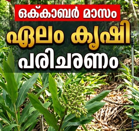 പ്രതികൂല കാലാവസ്ഥയിൽ ഒക്ടോബർ മാസത്തെ കൃഷി പരിചരണം നിർണായകം