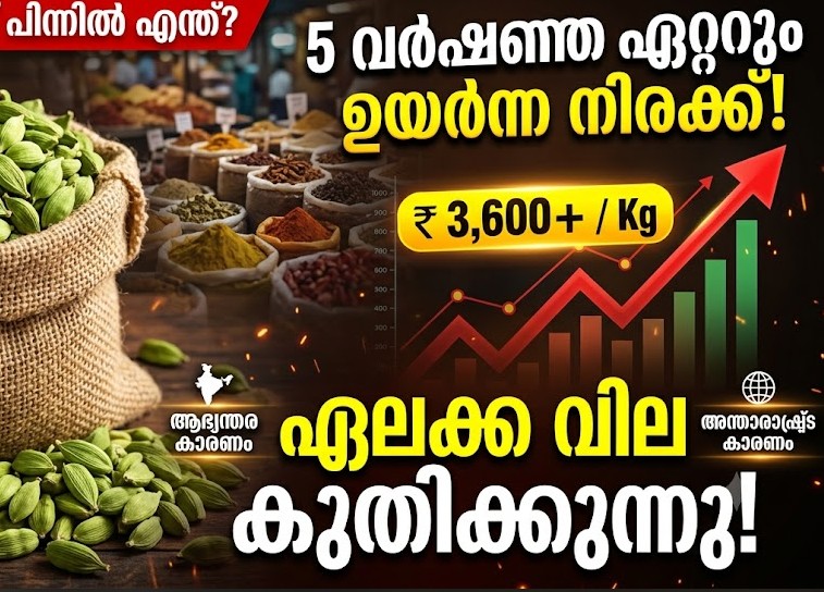 ഏലക്ക വില;  പിന്നിൽ ആഭ്യന്തരവും അന്താരാഷ്ട്രവുമായ കാരണങ്ങൾ