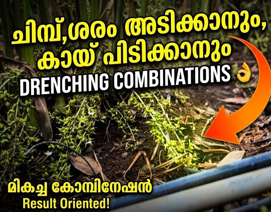 ഏലം കൃഷിയിലെ വിളവു വർദ്ധിപ്പിക്കാൻ ചില ഡ്രെഞ്ചിങ് കൂട്ടുകൾ