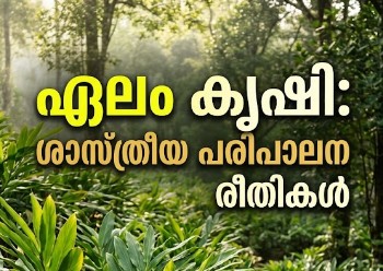 ഏലം കൃഷിയിലെ ഉൽപ്പാദനക്ഷമത വർധിപ്പിക്കാൻ ശാസ്ത്രീയ പരിപാലന രീതികൾ