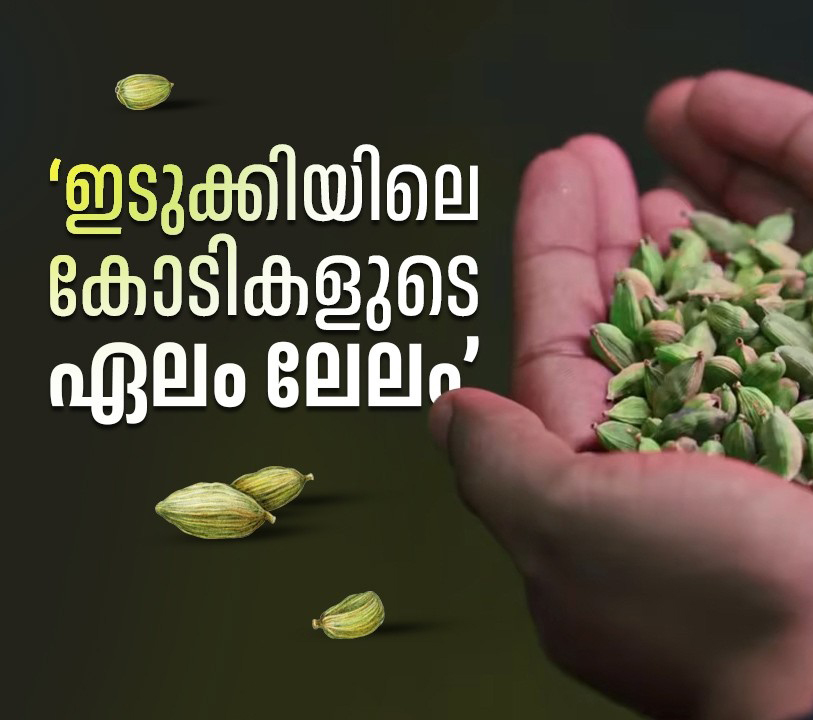 ഒന്നും രണ്ടുമല്ല ഇത് കോടികളുടെ ലേലം | Inside Idukki’s ₹5,000 Crore Cardamom Economy