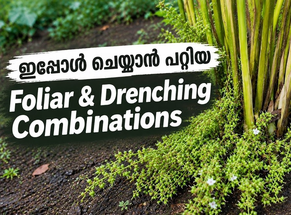 ഇപ്പോൾ ചിമ്പ് അടിക്കാനും കാ പിടിക്കാനും പറ്റിയ Drenching,Foliar കോമ്പിനേഷൻസ്